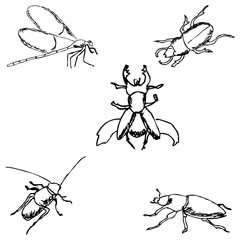 Insects. A sketch by hand. Pencil drawing