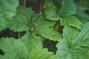 Large Strawberry leaves 6739.