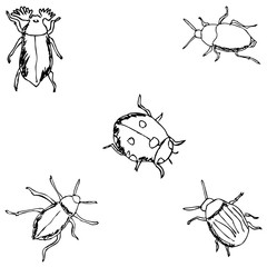 Insects. A sketch by hand. Pencil drawing