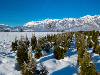Winter im oberen Rheintal bei Bangs