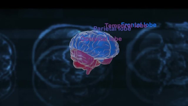 human brain The structure of the