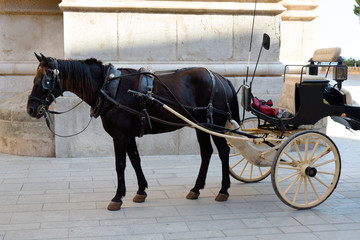 horse in harness