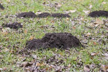 Maulwurfshügel auf Wiese