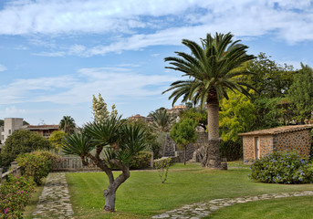 Palm tree in the backyard