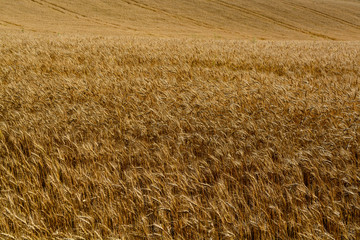 Trigo