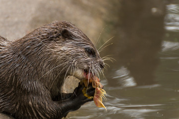 Seeotter / Fischotter