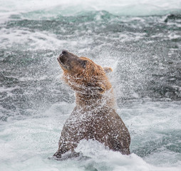 Brown bear shakes off water surrounded by splashes. USA. Alaska. Katmai National Park. An excellent illustration.