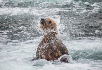 Fototapeta premium Brown bear shakes off water surrounded by splashes. USA. Alaska. Katmai National Park. An excellent illustration.