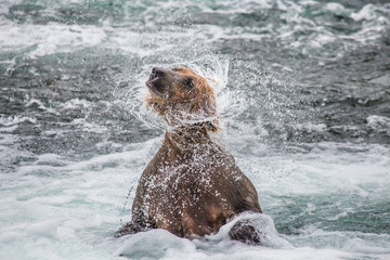 Fototapeta premium Brown bear shakes off water surrounded by splashes. USA. Alaska. Katmai National Park. An excellent illustration.