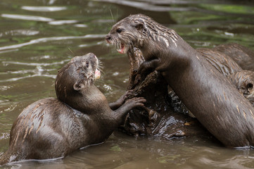 Seeotter / Fischotter