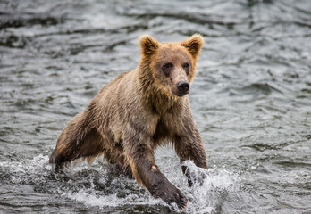 Brown bear catches a salmon in the river. USA. Alaska. Katmai National Park. An excellent illustration.