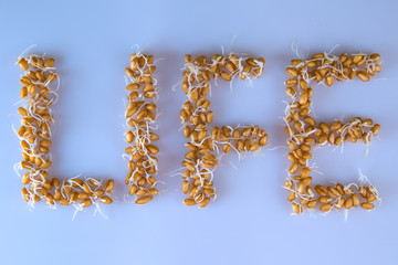 Healthy lifestyle. Wheat germ form the word life. Healthy eating concept