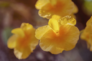 Beautiful yellow orchid Thailand,vintage tone