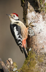 Dendrocopos medius