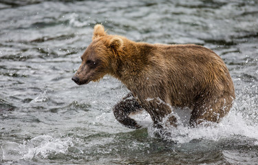 Fototapeta na wymiar Brown bear running in the water in the river. USA. Alaska. Katmai National Park. An excellent illustration.