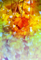 Photos bright autumn background