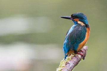 King fisher on tree
