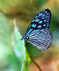 Photo of a beautiful tropical butterfly