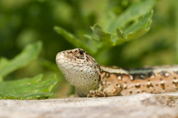 Female sand lizard head on.