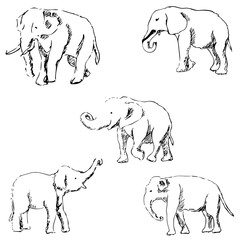 Elephants. A sketch by hand. Pencil drawing