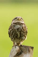 Little owl looking up