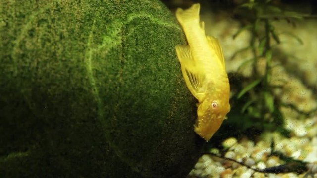 Cleaner fish on a stone in an aquarium at a pet store.