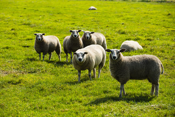 Fototapeta premium a flock of sheep standing in grass