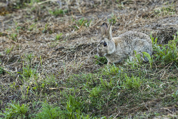 a rabbit sitting in the grass