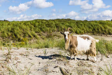 Obraz premium a goat in the Dutch dunes
