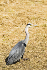 a heron sitting on grass