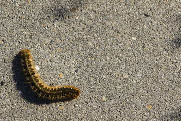 a catterpillar crawling on a bicycle path