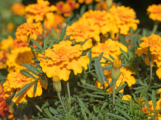 Tagetes, Studentenblumen