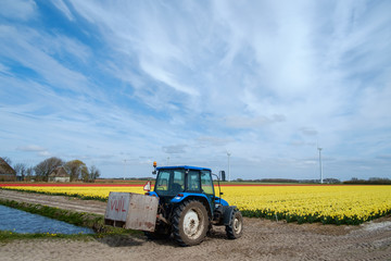 Fototapeta premium Tractor near a dutch Bulbs Field