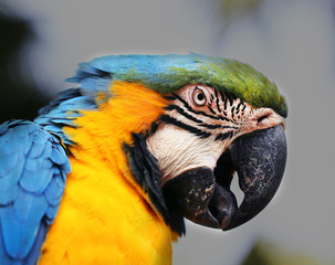 Portrait of a big blue macaws