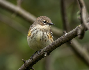 Yellow-rumped Warbler