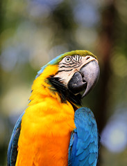Portrait of a big blue macaws