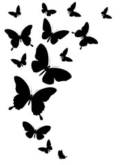 beautiful  butterflies, isolated on a white