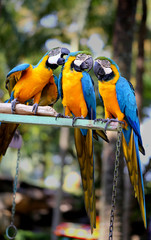 Beautiful macaw parrots