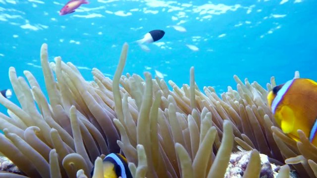 Clown fish in anemone close, Red sea. Egypt