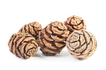 Zapfen von Sequoia sempervirens (Mammutbaum)