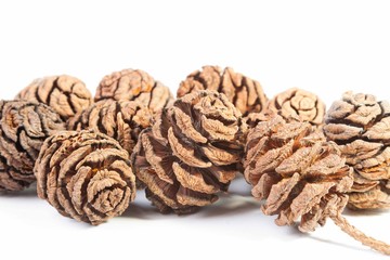 Zapfen von Sequoia sempervirens (Mammutbaum)
