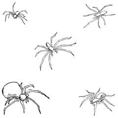 Spiders. A sketch by hand. Pencil drawing