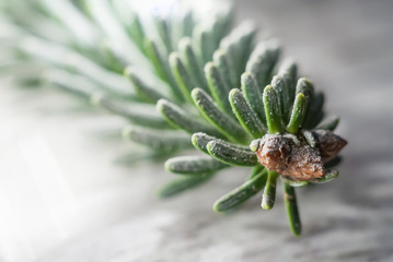 Christmas branches background. Detailed phototography with snow.