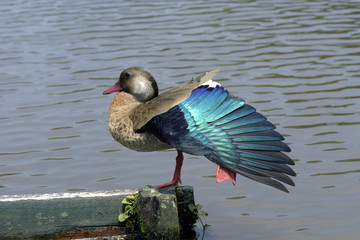 Brazilian teal Drying the beautiful blue feathers of the wings