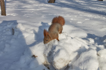 The squirrel with red fur on the snow in the park