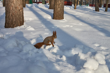 The squirrel with red fur on the snow in the park