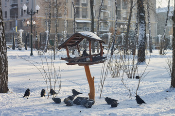 Pigeons around bird feeders in the winter park