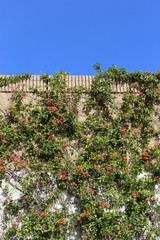 Fototapeta premium Old wall