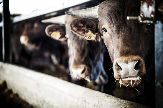Cattle livestock 