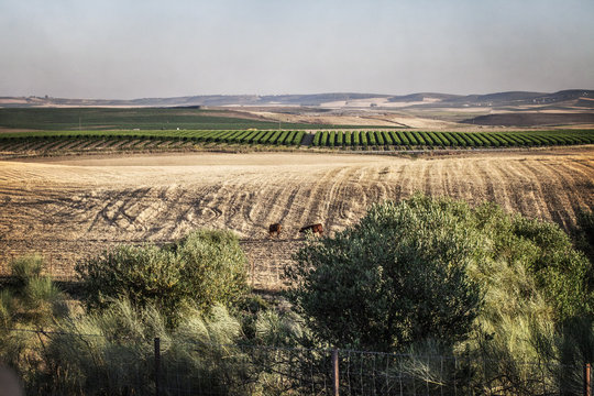 Orange farm, Sevilla, Spain, Europe 